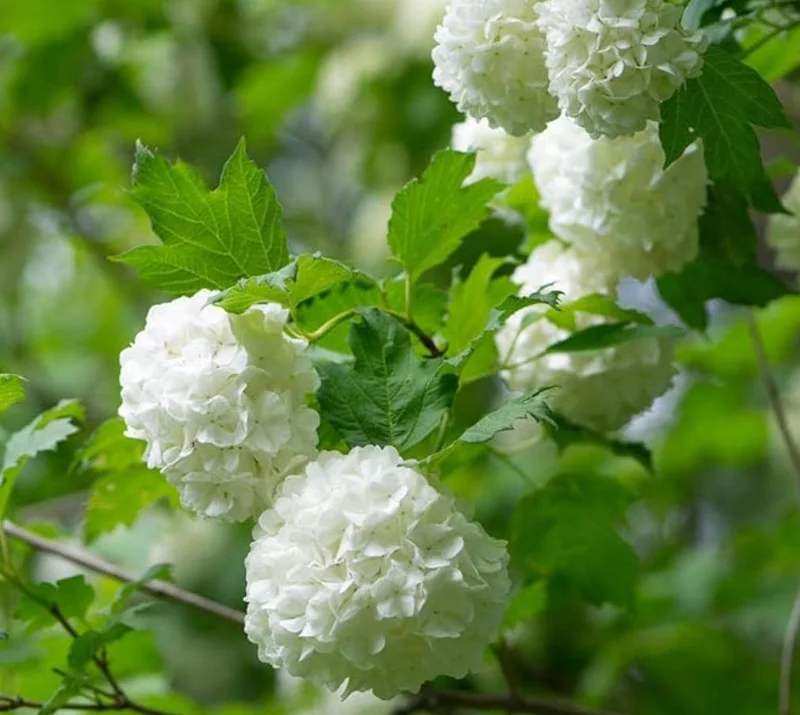 Old Fashion Snowball Viburnum Live Plant – White Blooms, 4-inch Pot, Outdoor Shrub - Image 6
