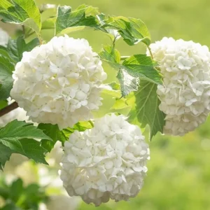 Old Fashion Snowball Viburnum Live Plant – White Blooms, 4-inch Pot, Outdoor Shrub - Image 7