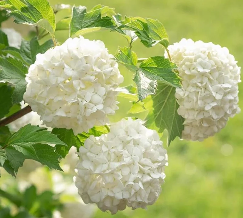 Old Fashion Snowball Viburnum Live Plant – White Blooms, 4-inch Pot, Outdoor Shrub - Image 7