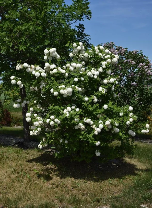 Old Fashion Snowball Viburnum Live Plant – White Blooms, 4-inch Pot, Outdoor Shrub - Image 8