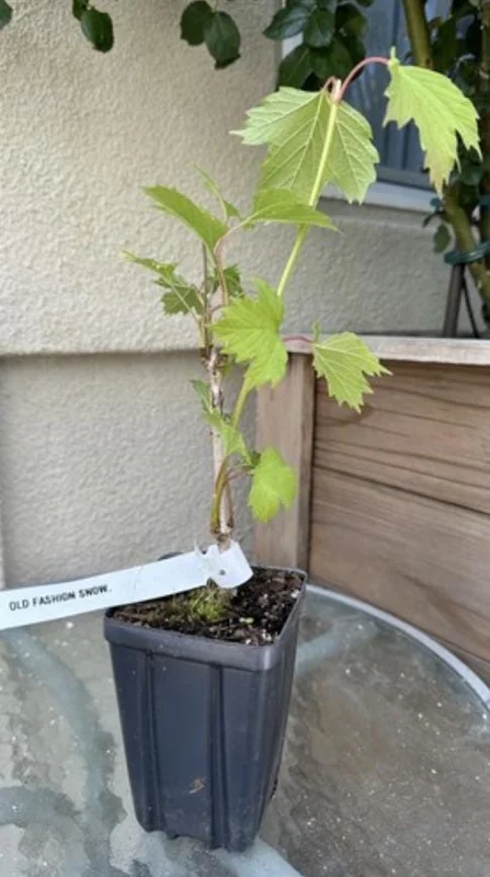 Old Fashion Snowball Viburnum Live Plant – White Blooms, 4-inch Pot, Outdoor Shrub - Image 9