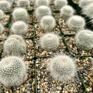 Old Lady Cactus Live Plant – Mammillaria Hahniana – Hairy Cactus – 3.5 inch Pot - Image 2