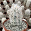 Old Man of the Andes Cactus (Oreocereus Trollii) Live Plant, 3-6 inch Pot, Unique Hairy Succulent - Image 1