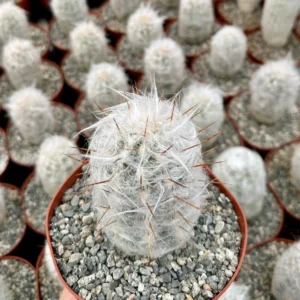 Old Man of the Andes Cactus (Oreocereus Trollii) Live Plant, 3-6 inch Pot, Unique Hairy Succulent - Image 2