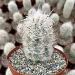 Old Man of the Andes Cactus (Oreocereus Trollii) Live Plant, 3-6 inch Pot, Unique Hairy Succulent - Image 1