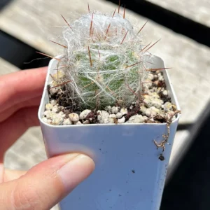 Old Man of the Andes Cactus (Oreocereus Trollii) Live Plant, 3-6 inch Pot, Unique Hairy Succulent - Image 5