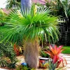 Old Man Palm Live Plant (Coccothrinax Crinita) - 3 Gallon Pot, 12-17 Inches Tall, Indoor/Outdoor - Image 1