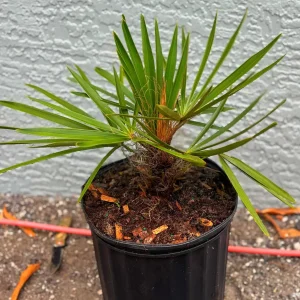 Old Man Palm Live Plant (Coccothrinax Crinita) - 3 Gallon Pot, 12-17 Inches Tall, Indoor/Outdoor - Image 2