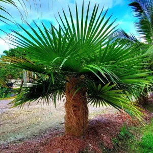 Old Man Palm Live Plant (Coccothrinax Crinita) - 3 Gallon Pot, 12-17 Inches Tall, Indoor/Outdoor - Image 3