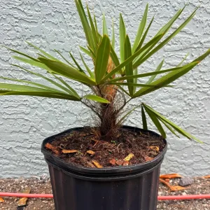 Old Man Palm Live Plant (Coccothrinax Crinita) - 3 Gallon Pot, 12-17 Inches Tall, Indoor/Outdoor - Image 8