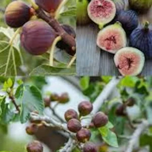 Olympian Fig Tree Live Plant – Cold Hardy Fruit Tree – Sweet Organic Figs – Bare Root - Image 2