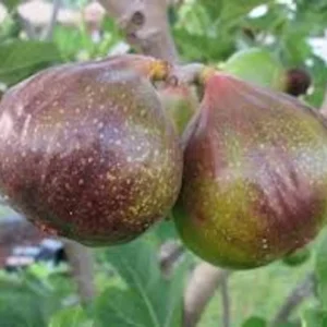 Olympian Fig Tree Live Plant – Cold Hardy Fruit Tree – Sweet Organic Figs – Bare Root - Image 4