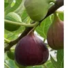 Olympian Fig Tree Live Plant - Cold Hardy, Sweet Purple Fruit, Bare Root, 4-8 ft Mature Height, Zones 6-10 - Image 1