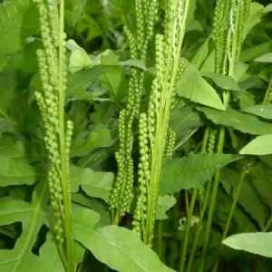 Onoclea Sensibilis Sensitive Fern Bare-Root Live Plant – Up to 4' Tall - Image 2