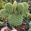 Opuntia Microdasys 'Golden Bunny Ears' Cactus Live Plant - Potted Succulent - Image 1