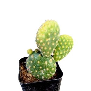 Opuntia Microdasys 'Golden Bunny Ears' Cactus Live Plant - Potted Succulent - Image 2