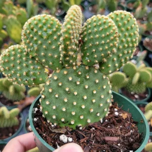 Opuntia Microdasys 'Golden Bunny Ears' Cactus Live Plant - Potted Succulent - Image 1