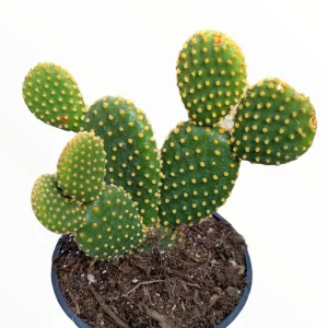 Opuntia Microdasys 'Golden Bunny Ears' Cactus Live Plant - Potted Succulent - Image 5