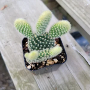 Opuntia Microdasys 'Golden Bunny Ears' Cactus Live Plant - Potted Succulent - Image 8