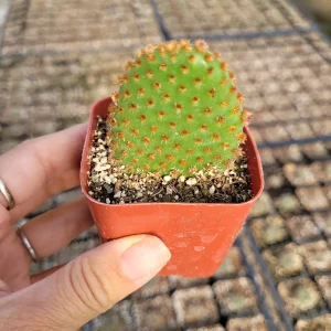 Opuntia microdasys subsp. rufida "Cinnamon Bunny Ears" Succulent Plant - Image 4