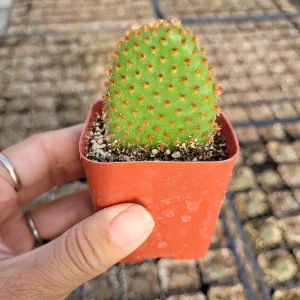 Opuntia microdasys subsp. rufida "Cinnamon Bunny Ears" Succulent Plant - Image 5