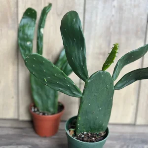 Opuntia Prickly Pear Cactus Live Plant - Edible Paddle Cactus in 4