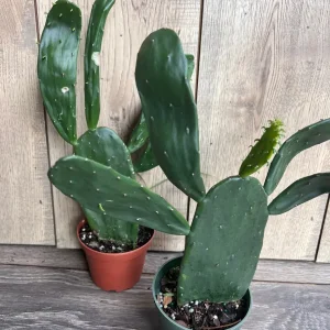 Opuntia Prickly Pear Cactus Live Plant - Edible Paddle Cactus in 4