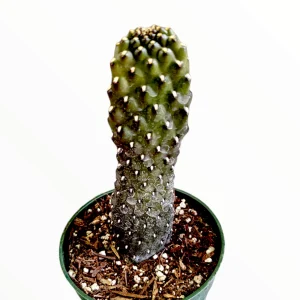 Opuntia rubescens 'Road Kill Cactus' Live Succulent Plant - Unique Cactus - Image 3