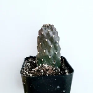 Opuntia rubescens 'Road Kill Cactus' Live Succulent Plant - Unique Cactus - Image 1