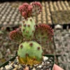 Opuntia Santa Rita Red Prickly Pear Cactus Live Plant 4 inch Pot Outdoor - Image 1