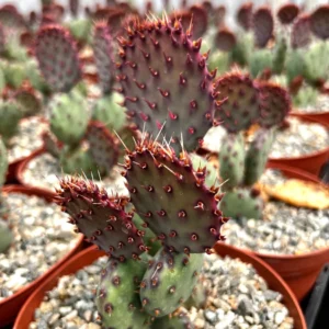 Opuntia Santa Rita Red Prickly Pear Cactus Live Plant 4 inch Pot Outdoor - Image 4