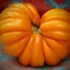 Orange Accordion Tomato Seeds - 25 Heirloom Organic Italian Stuffer Vegetable Seeds - Image 1