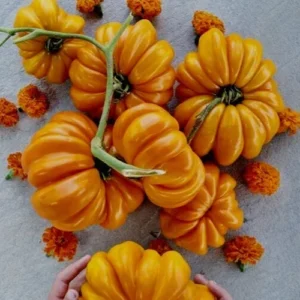 Orange Accordion Tomato Seeds - 25 Heirloom Organic Italian Stuffer Vegetable Seeds - Image 2