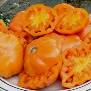 Orange Accordion Tomato Seeds - 25 Heirloom Organic Italian Stuffer Vegetable Seeds - Image 4