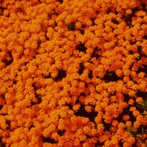 Orange Alyssum Seeds - Sweet Carpet Flower - Perennial - Indoor & Outdoor - Image 3