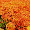 Orange Alyssum Seeds - Sweet Carpet Flower - Perennial - Indoor & Outdoor - Image 1