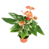Orange Anthurium Live Plant – 6 inch Potted Houseplant – Indoor Flowering Plant - Image 1