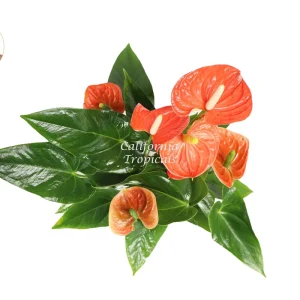 Orange Anthurium Live Plant – 6 inch Potted Houseplant – Indoor Flowering Plant - Image 2
