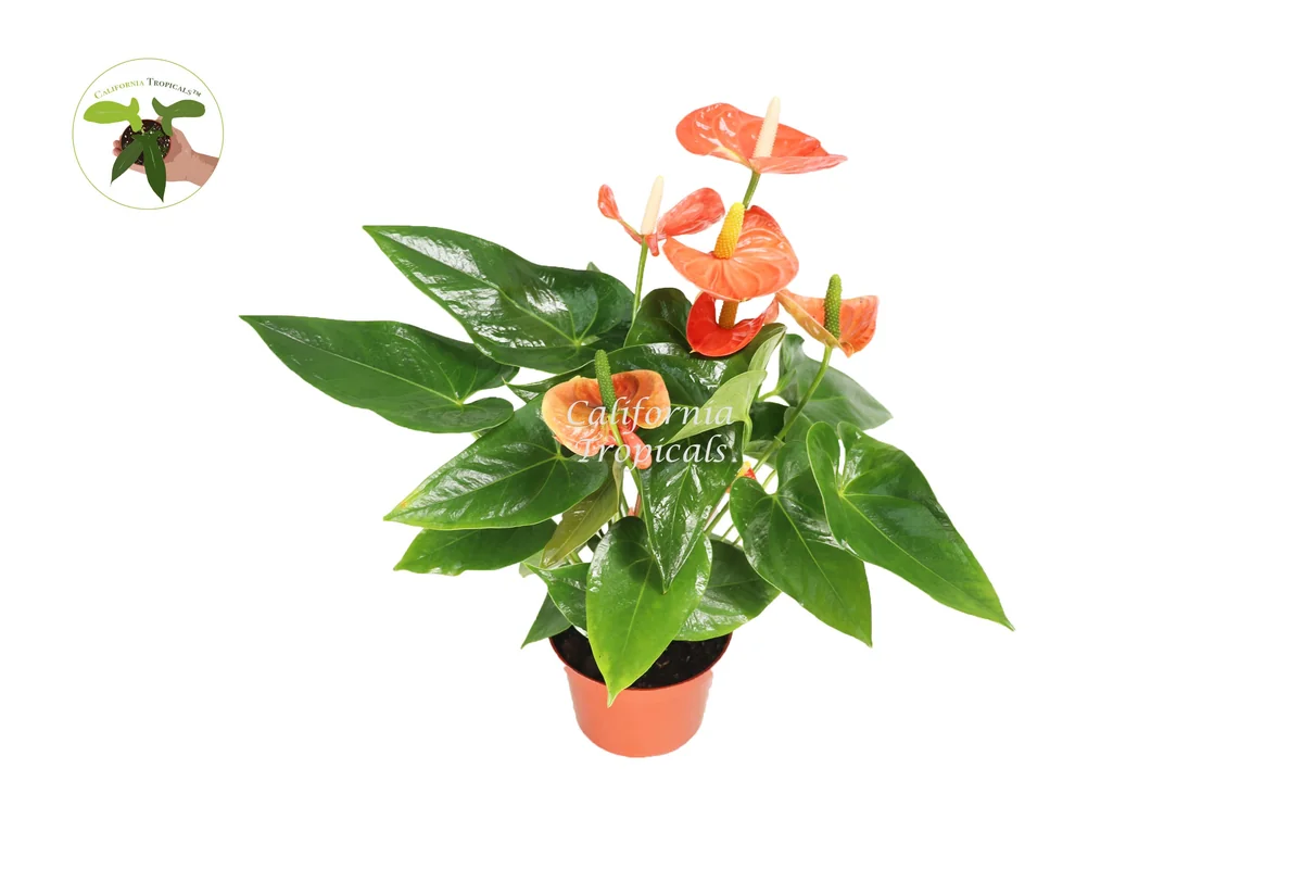 Orange Anthurium Live Plant – 6 inch Potted Houseplant – Indoor Flowering Plant - Image 1
