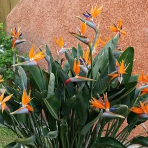 Orange Bird of Paradise Live Plant - Strelitzia Reginae Starter - 4-6