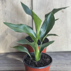 Orange Bird of Paradise Live Plant - Strelitzia reginae 4 inch Pot Tropical - Image 2