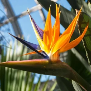 Orange Bird of Paradise Live Plant - Strelitzia Reginae Starter - 4-6