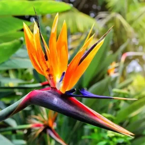 Orange Bird of Paradise Live Plant - Strelitzia Reginae Starter - 4-6