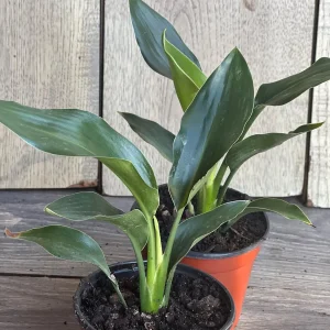Orange Bird of Paradise Live Plant - Strelitzia reginae 4 inch Pot Tropical - Image 4