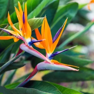 Orange Bird of Paradise Live Plant - Strelitzia Reginae Starter - 4-6