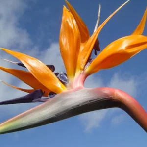 Orange Bird of Paradise Live Plant - Strelitzia Reginae Starter - 4-6