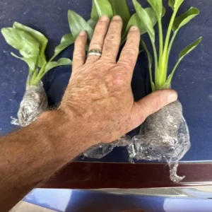 Orange Bird of Paradise Live Plant - Strelitzia Reginae Starter - 4-6