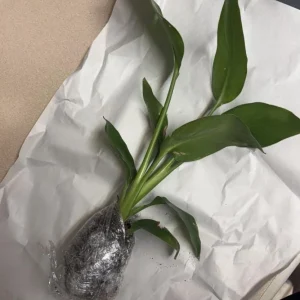 Orange Bird of Paradise Live Plant - Strelitzia Reginae Starter - 4-6