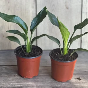 Orange Bird of Paradise Live Plant - Strelitzia reginae 4 inch Pot Tropical - Image 8