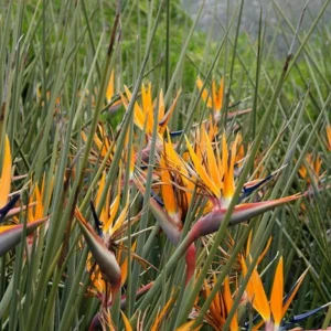 Orange Bird of Paradise Live Plant - Strelitzia Reginae Starter - 4-6